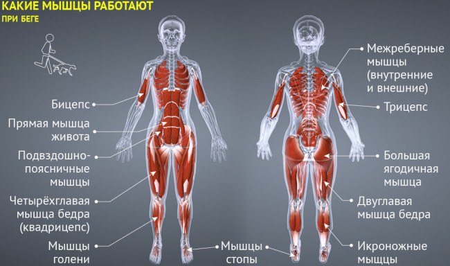 Jogging for weight loss. How much do you need to run, table for women and men