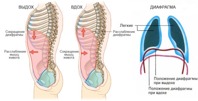 Breathing for slimming abdomen and sides vacuum, bodyflex. Videos, reviews