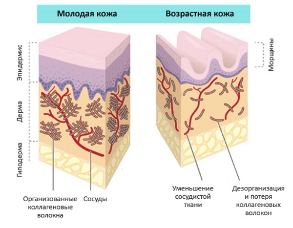 Face creams in pharmacies