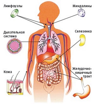 Amaranth oil. Useful properties and harm, home use, how to prepare, take, amaranth capsules in a pharmacy