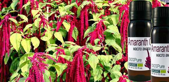 Amaranth oil. Useful properties and harm, home use, how to prepare, take, amaranth capsules in a pharmacy