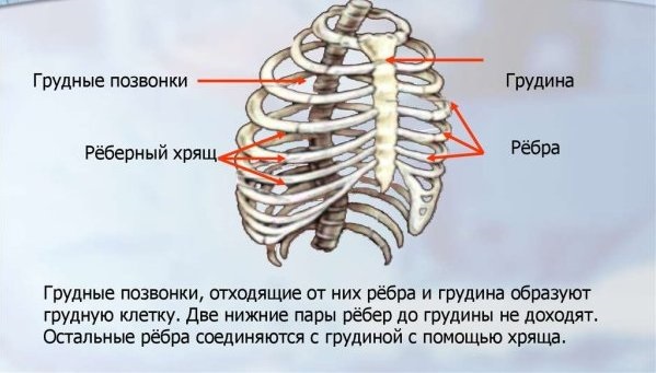 How ribs are removed, why. Operation to remove the lower ribs, thin waist for women, men, price, photo