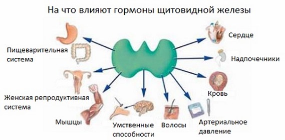 The hormone TSH - what is it, the rate of thyroid hormone in women, treatment of low and high levels