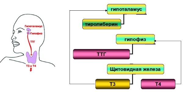 TSH hormone - what is it, the rate of thyroid hormone in women, treatment of low and high levels