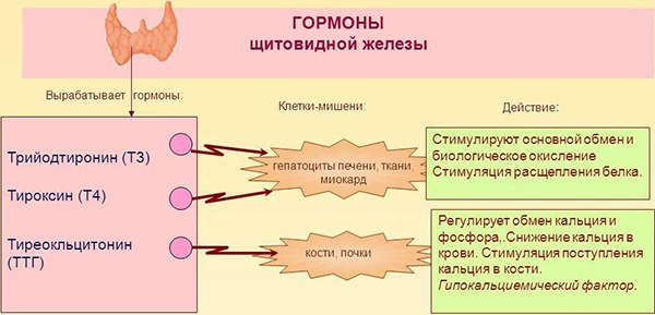 The hormone TSH - what is it, the rate of thyroid hormone in women, treatment of low and high levels