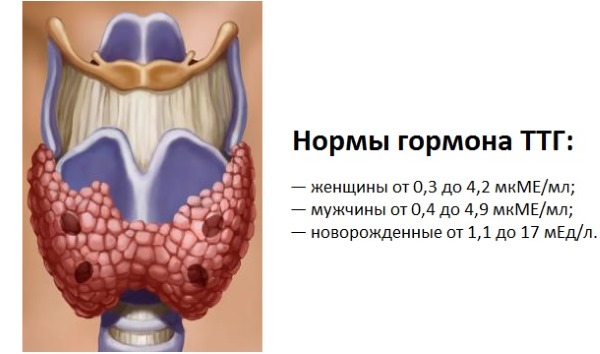 The hormone TSH - what is it, the rate of thyroid hormone in women, treatment of low and high levels