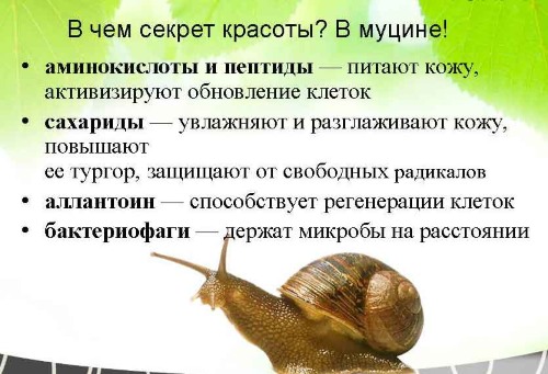 Snail mucin in cosmetology. Useful properties, how to use African Achatina mucus at home, photos, reviews