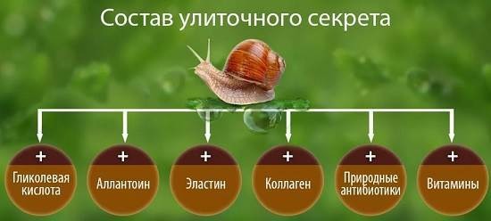 Snail mucin in cosmetology. Useful properties, how to use African Achatina mucus at home, photos, reviews