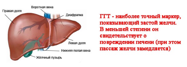 Il tasso di analisi del sangue biochimico nelle donne dopo 40, 50, 60 anni. tavolo