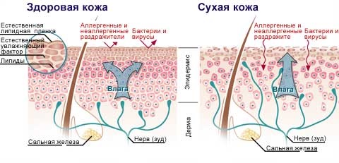 How to quickly get rid of wrinkles around the eyes. Home Skin Care Recipes