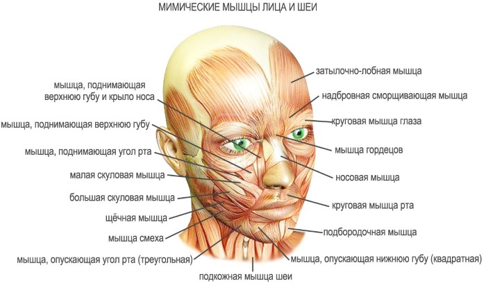 Anatomy of human facial muscles in cosmetology for botox injections. Schemes with descriptions and photos in Latin and Russian