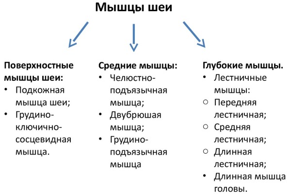 Anatomy of human facial muscles in cosmetology for botox injections. Schemes with descriptions and photos in Latin and Russian