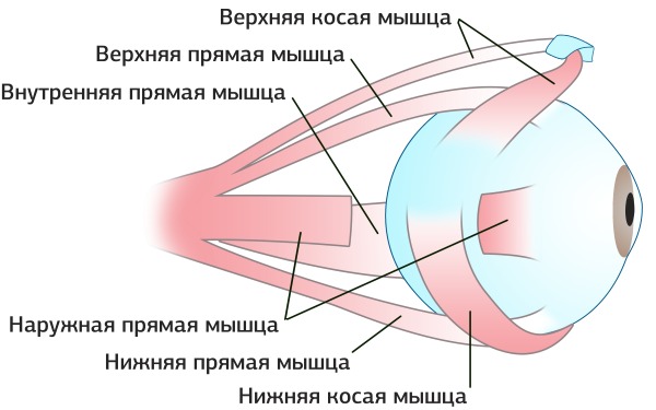 Anatomy of human facial muscles in cosmetology for botox injections. Schemes with descriptions and photos in Latin and Russian