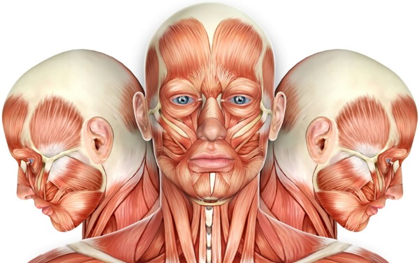 Anatomy of human facial muscles in cosmetology for botox injections. Schemes with descriptions and photos in Latin and Russian