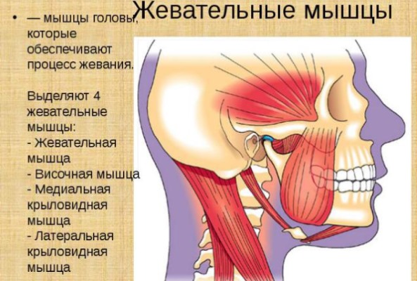 Anatomy of human facial muscles in cosmetology for botox injections. Schemes with descriptions and photos in Latin and Russian