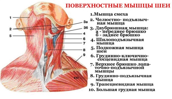 Anatomy of human facial muscles in cosmetology for botox injections. Schemes with descriptions and photos in Latin and Russian