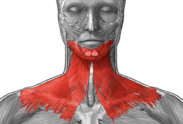 Anatomy of human facial muscles in cosmetology for botox injections. Schemes with descriptions and photos in Latin and Russian