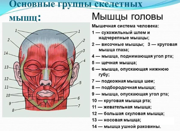 Anatomy of human facial muscles in cosmetology for botox injections. Schemes with descriptions and photos in Latin and Russian