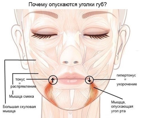 Anatomy of human facial muscles in cosmetology for botox injections. Schemes with descriptions and photos in Latin and Russian