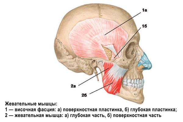 Anatomy of human facial muscles in cosmetology for botox injections. Schemes with descriptions and photos in Latin and Russian