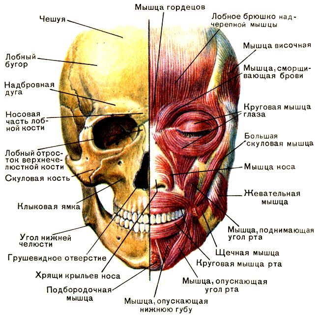 Anatomy of human facial muscles in cosmetology for botox injections. Schemes with descriptions and photos in Latin and Russian