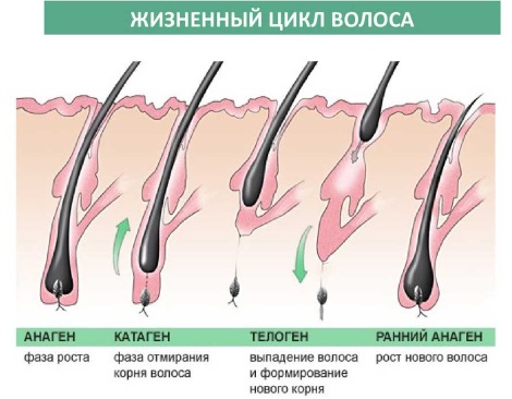 Compresse per la crescita dei capelli sulla testa nelle donne e negli uomini. Le migliori vitamine e farmaci nelle farmacie. Recensioni e prezzi