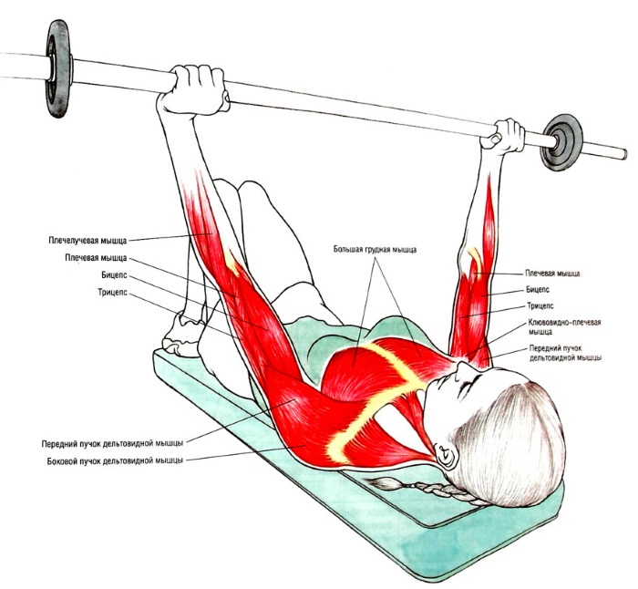 Basic exercises for women for pectoral muscles with dumbbells, barbell, kettlebell, expander, for body weight