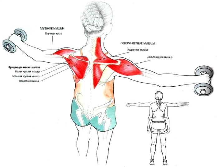 Basic exercises for women for pectoral muscles with dumbbells, barbell, kettlebell, expander, for body weight