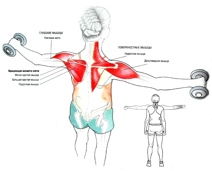 Basic exercises for girls on the shoulders with their own weight, dumbbells, barbell, kettlebell, expander, at home and in the gym