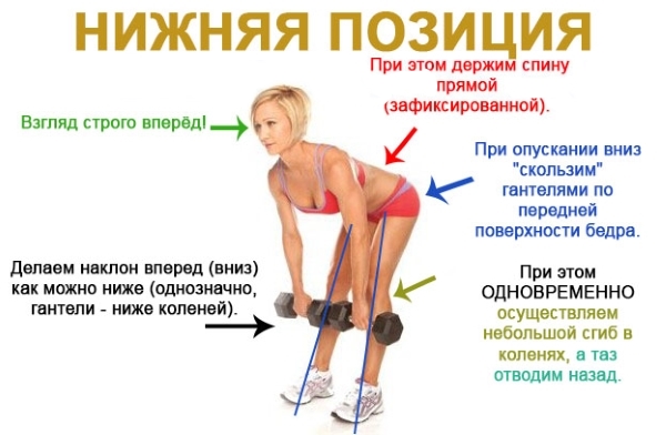 Basic exercises for the buttocks and legs for girls: with dumbbells, elastic band, barbell, weights, expander, fitball, elastic band