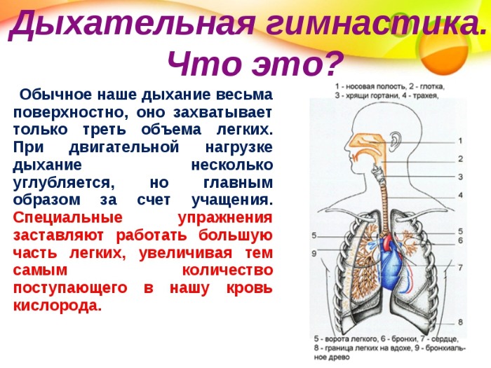 Breathing for slimming the abdomen and sides. Bodyflex breathing exercises, vacuum for women and men Marina Korpan, Strelnikova, Buteyko