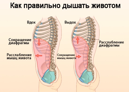 Breathing for slimming the abdomen and sides. Bodyflex breathing exercises, vacuum for women and men Marina Korpan, Strelnikova, Buteyko