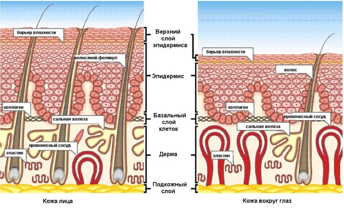 Ferul peeling - what is it, how is it done, acids, protocol of Medderma procedure, reviews, photos and results