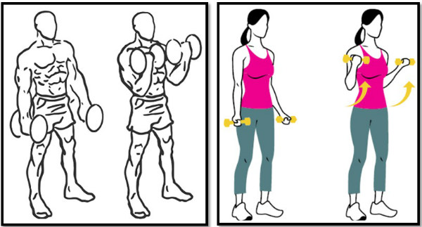 Dumbbell exercises at home. Training program for women and men: pumping up arms, body muscles, weight gain