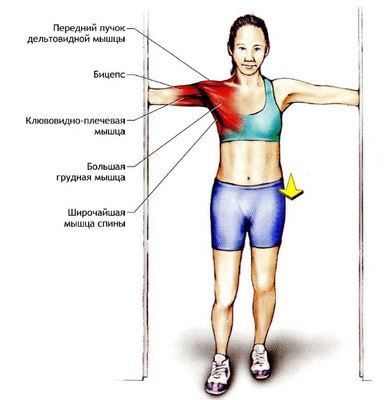 How to pump up at home. Training program for girls and men on the horizontal bar, with the help of dumbbells, without iron and simulators