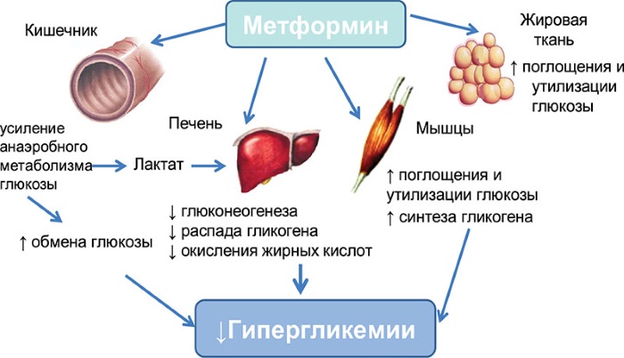 Metformin for weight loss. Instructions for use with which tablets can be combined. Reviews of those who have lost weight on the forums, opinions of doctors