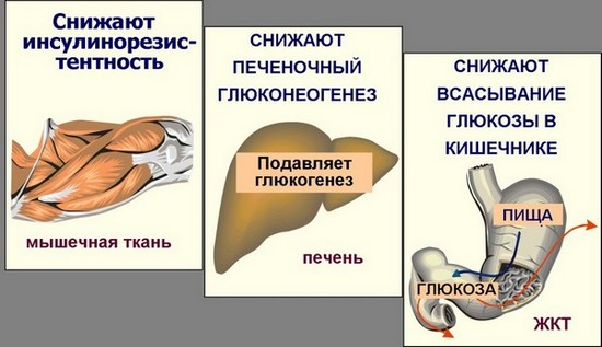 Metformin for weight loss. Instructions for use with which tablets can be combined. Reviews of those who have lost weight on the forums, opinions of doctors