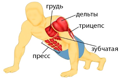 Push-ups from the floor. Training program for beginners, benefits, exercise technique for weight, abs, for pectoral muscles