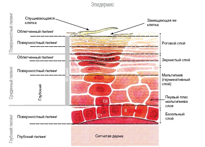 Benefits and harms of face peeling: chemical, fruit acids, glycolic, hardware, retinol, Jessner, succinic acid, with calcium