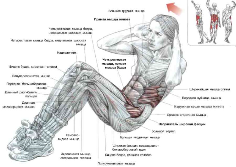 A program for pumping the press at home and in the gym for girls and men. Workout Exercise Table