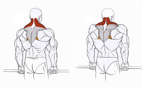 Exercises for the shoulders and joints with osteochondrosis and arthrosis. Physiotherapy exercises for women and men according to Bubnovsky