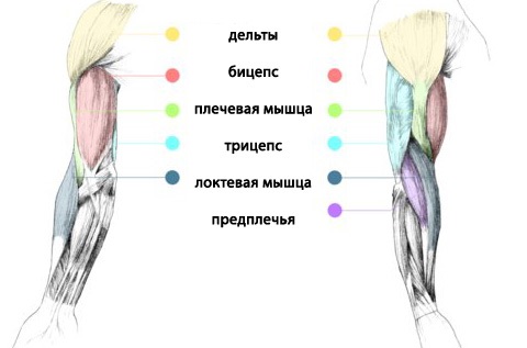 Exercises for weight loss of arms and shoulders for women with and without dumbbells, with photos and videos