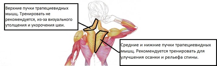 Back exercises in the gym for girls: basic, best, most effective