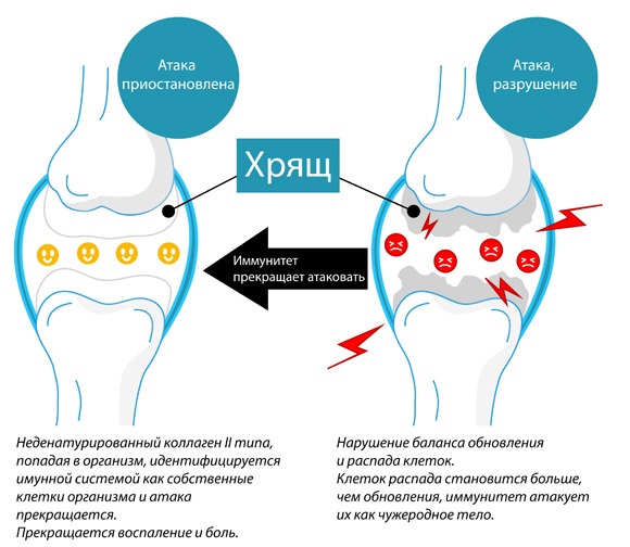 What products contain collagen for skin, joints, strengthening the body. Use and products table