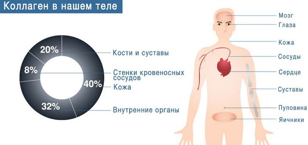 Quali prodotti contengono collagene per pelle, articolazioni, rafforzamento del corpo. Tabella degli usi e dei prodotti