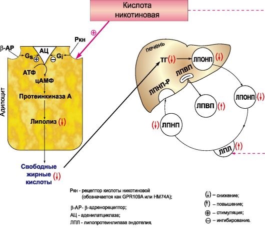 Acido nicotinico in compresse per capelli, maschere per la crescita. Istruzioni per l'uso, recensioni dei medici