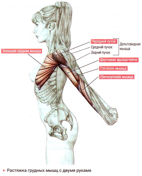 Stretching for beginners at home before, after training, for the back, twine, the whole body