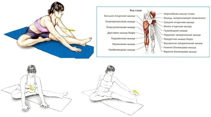 Stretching for beginners at home before, after training, for the back, twine, the whole body