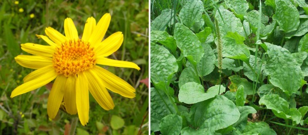 Arnica ointment. Instructions for use in cosmetology for the face, from wrinkles, with lactostasis. Price, analogues