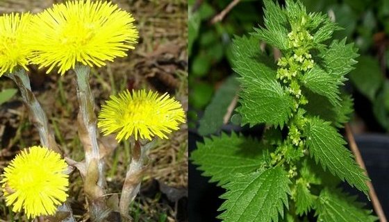 Maschera per capelli con miele e uova, cognac, cannella, olio di bardana per spessore e crescita a casa